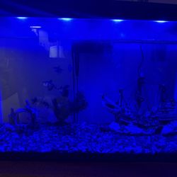 29gallons Aquarium All Included $100!!