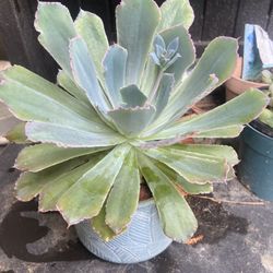 Succulents 