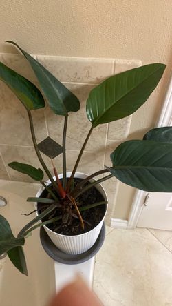 Indoor plant