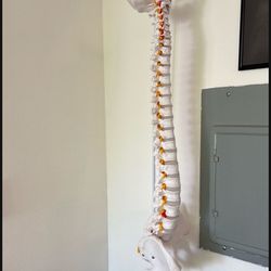 Life Size Spine Model 