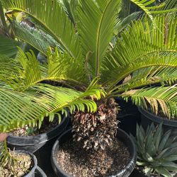 Sago palm
