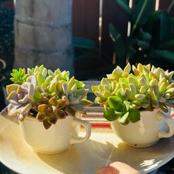 1 set Succulents Planted in White Ceramic Mugs