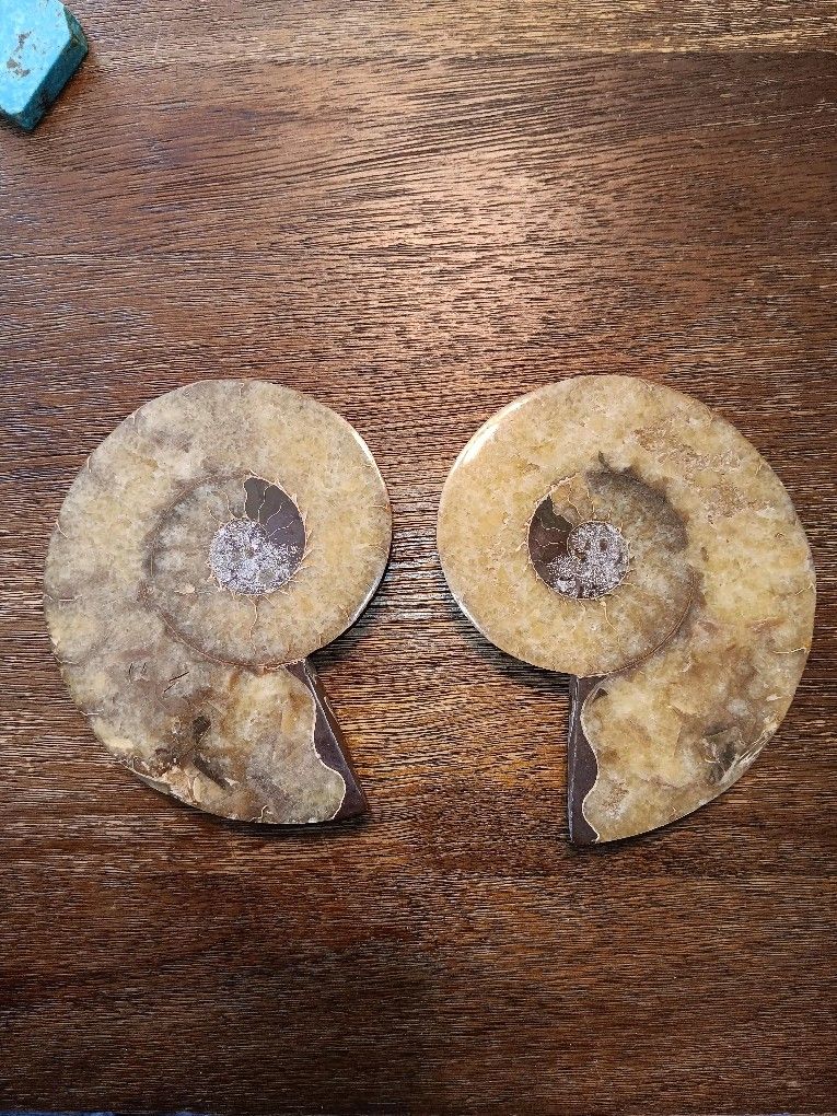 65 Million Yr. Old Gastropod Fossil