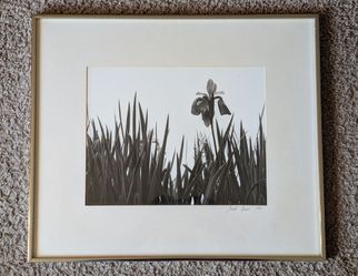 Vintage 1978 Signed Breton Doune  Iris & Grass 21¼" x 18¼" Framed Photo Print
