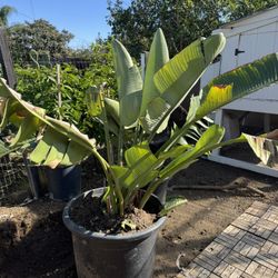 Birds Of Paradise