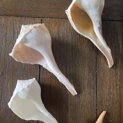 Collectible Seashells bundle Sea Biscuit 