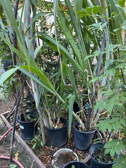 Sugar Cane 4 gallon Plants / Cañas de 4 galones