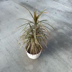 Plant  ( Indoor Dracaena Marginata house plant / Dragon Tree ) in white plastic Pot.