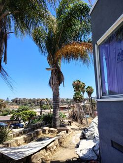 Palm tree