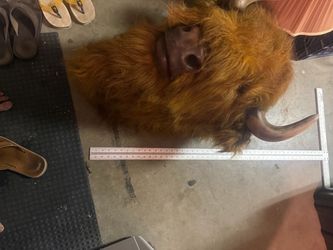 Vintage large buffalo/bison head