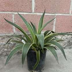 Agave Plant