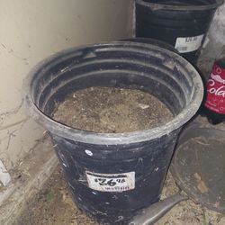 Plant Pot With Soil (5 Gallon)