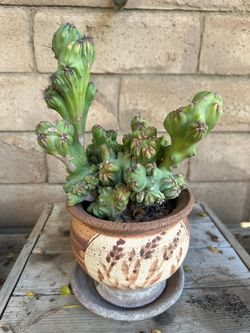 BOGO Sale 🔥! Rare Ming Thing Cactus