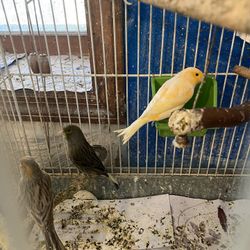 Beautiful Young Singing Canaries 