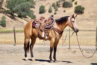 Horse for sale