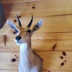 African Reedbuck Mount