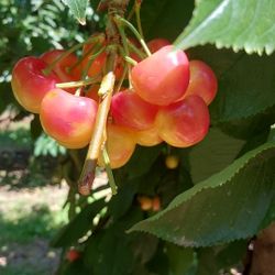 Rainer Cherries