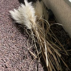 20+ Natural Pampas Grass Stems – Neutral Boho Decor