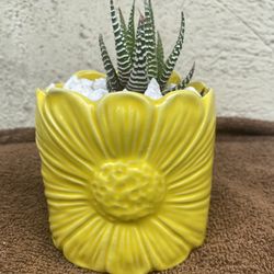 Succulents In A Yellow Pot 