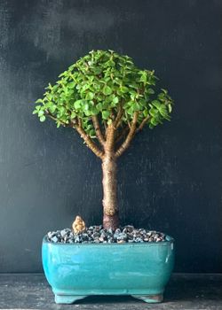 Bonsái Jade