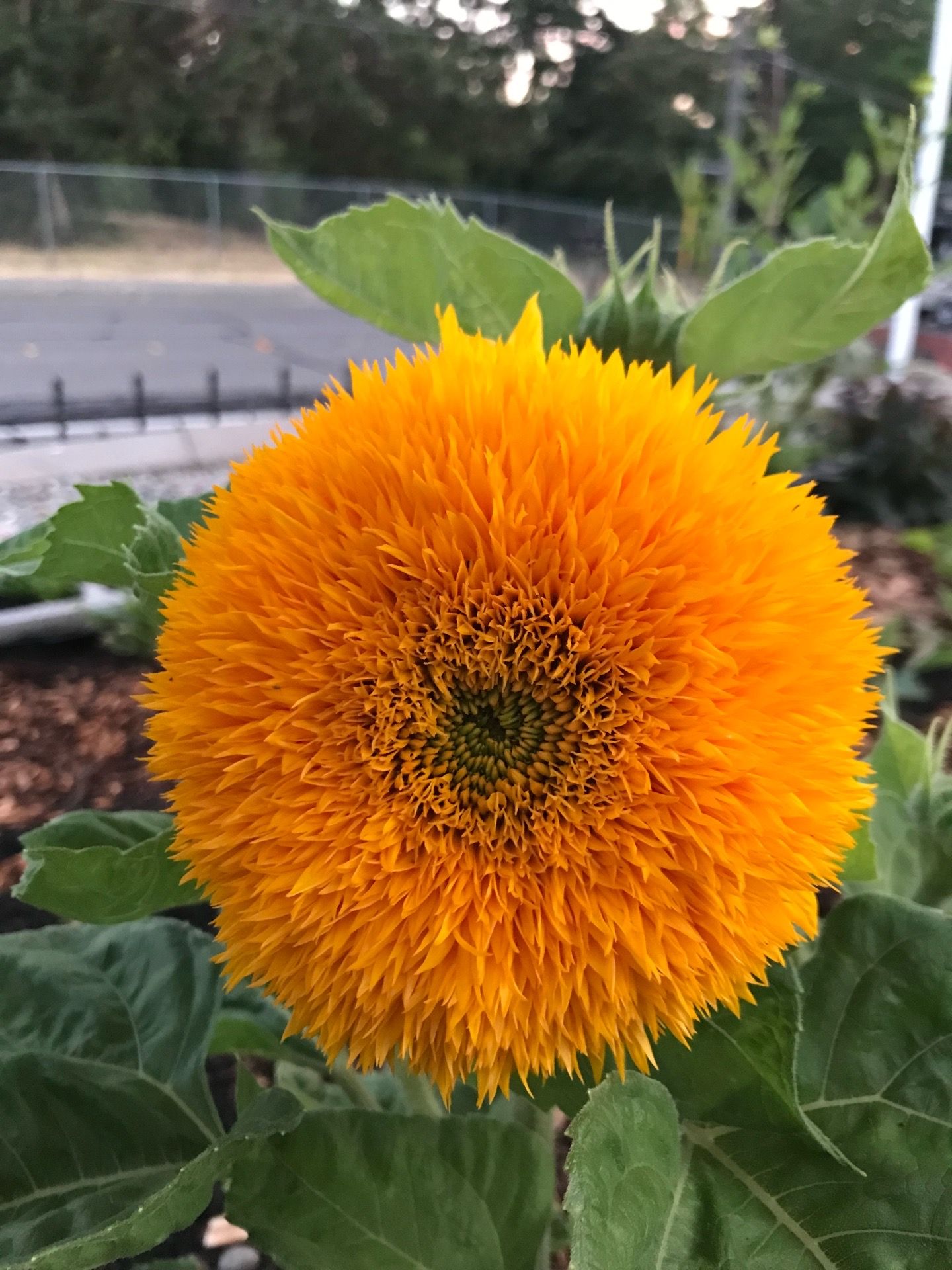 Teddy bear sunflower plants