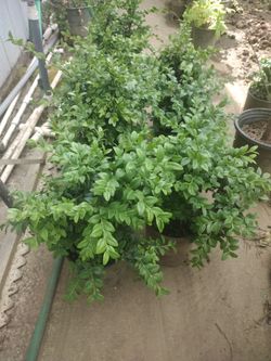 Boxwood Plants