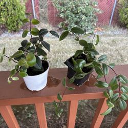 House Plant/ Lip Stick Plant 