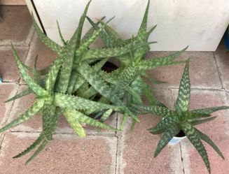 Aloe Spinosissima Plants