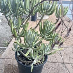 $40 Planta De Desierto Grande Bote