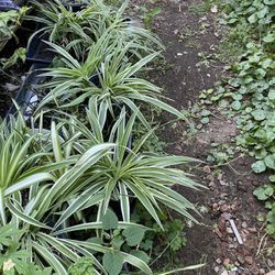 Variegated Spider Drought Resistant Plant
