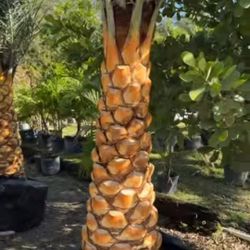 silvester Palms and canary Palms  installed all sizes available  (how tall where and when do you need them?)