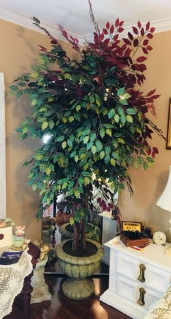 Beautiful large silk tree
