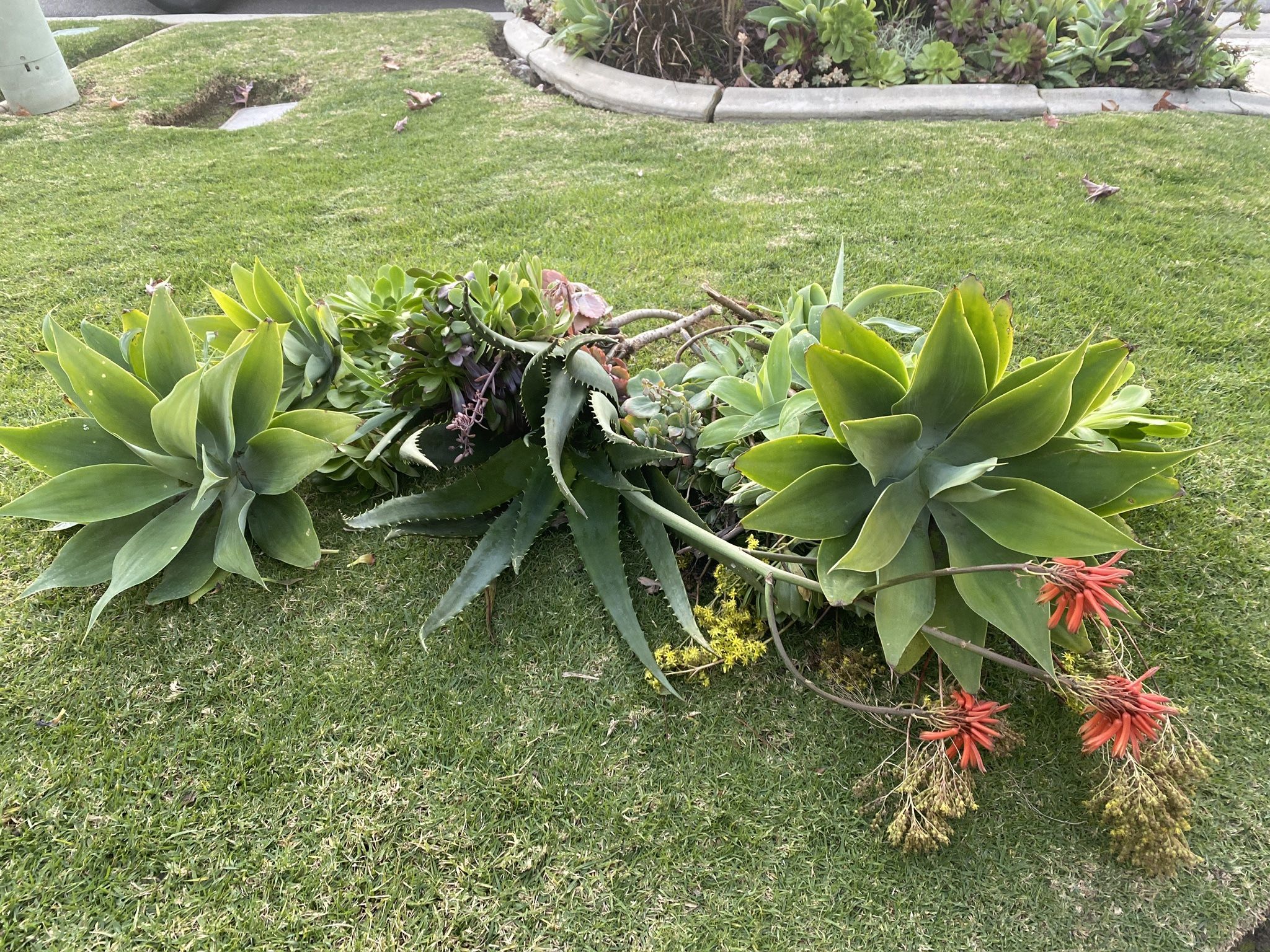 Agaves and Aeonium Black Rose 🥀