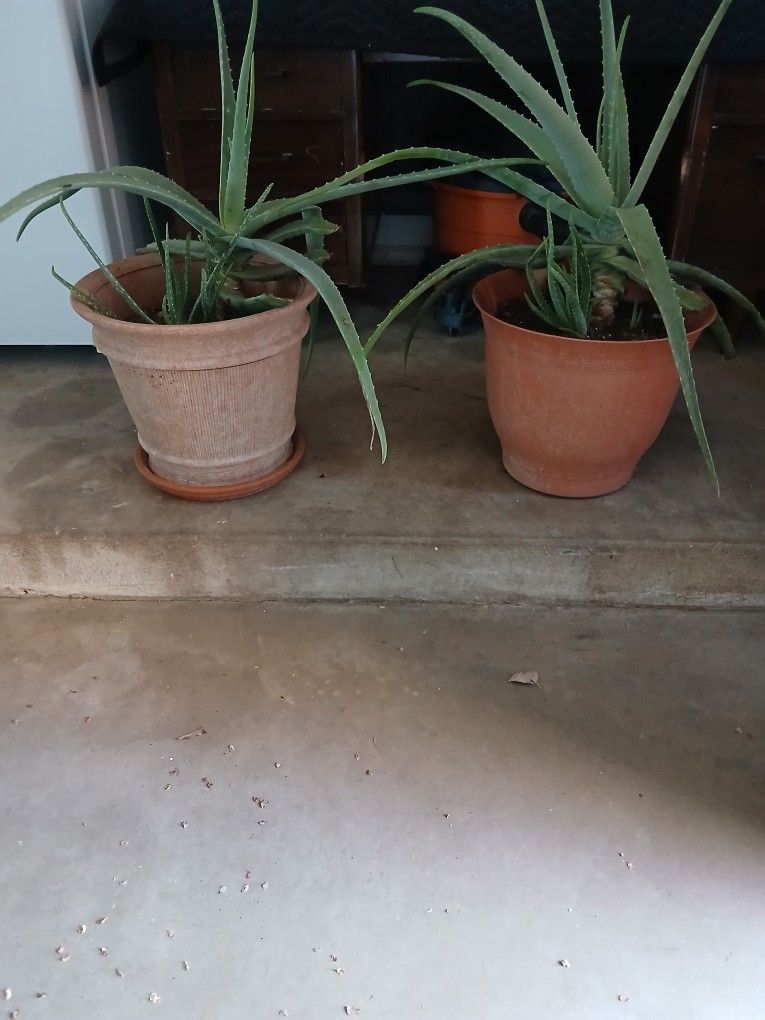Aloe Vera Plants