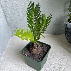 Small Sago Palm Plant 