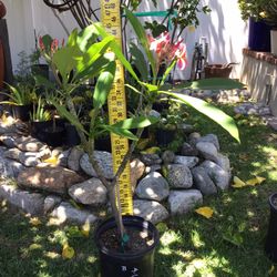 Plumeria