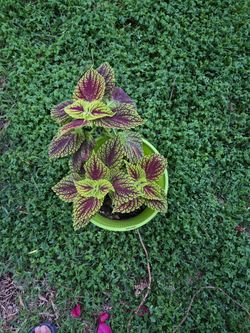Planta  Coleus 🪴🌱