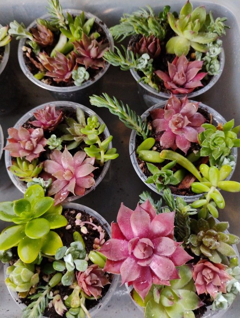 Sempervivum Sampler Cups