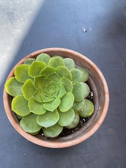 Succulent