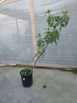 Arbolito de Jocote Ciruela Corona
