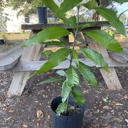 Venta de Plantas  desde 5,10,15,20 dolares guanabana ,guineos ,orégano, gengibrey Flores