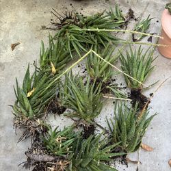 Bunch Of  Plants