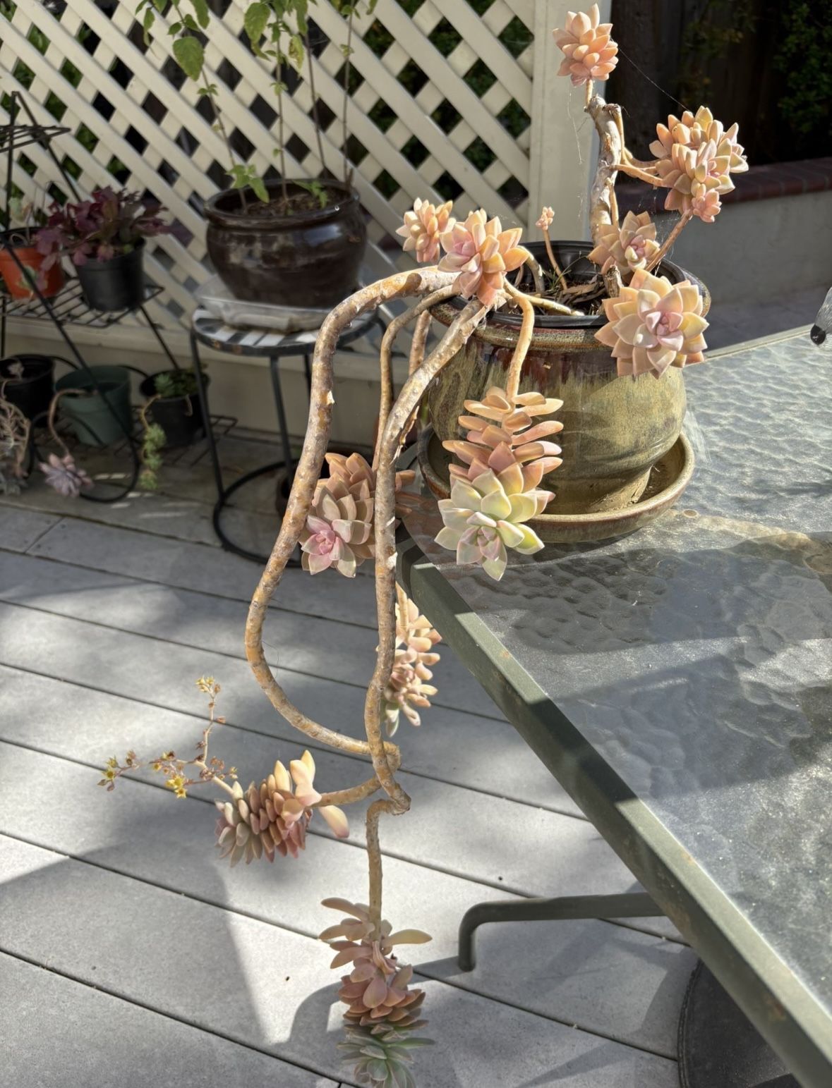 One-of-a-kind succulent in ceramic pot