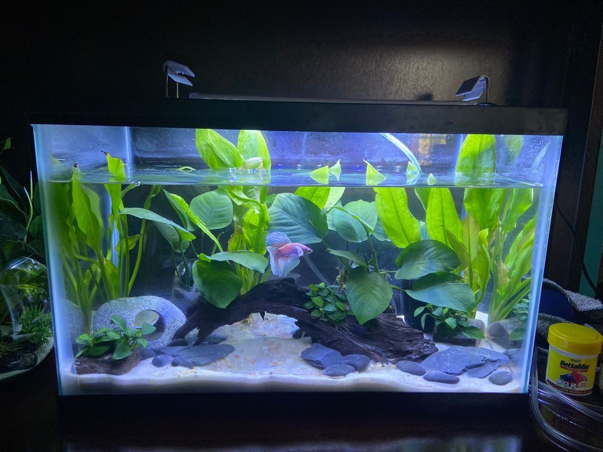 20 Gallon Tank