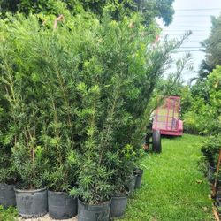 Super Beautiful Podocarpus Plants For Inmediate Privacy!!! 6 Feet Tall Measurements Over The Pot!! Fertilized 