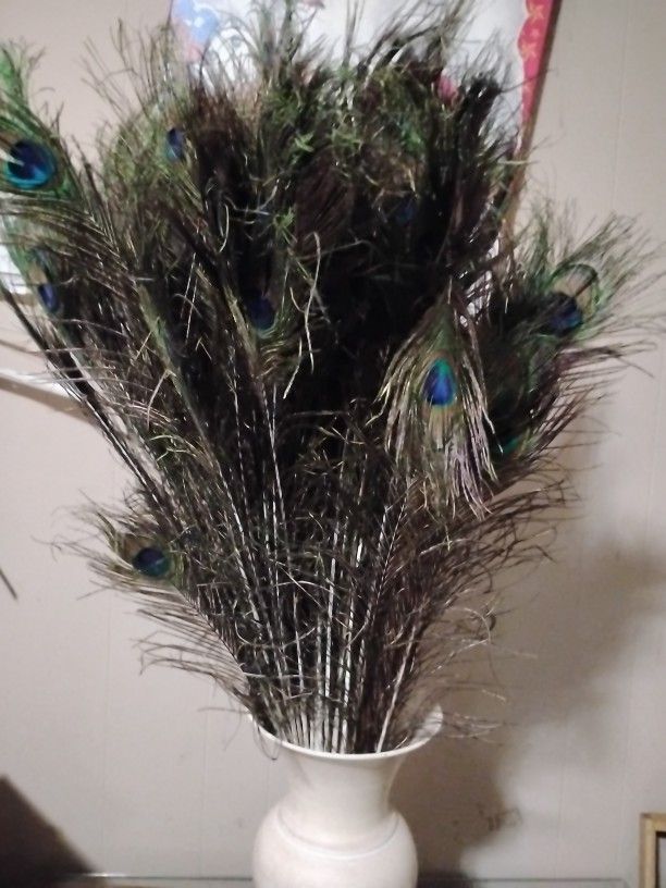 Peacock Feathers