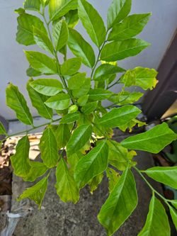 Wampi Fruit Tree