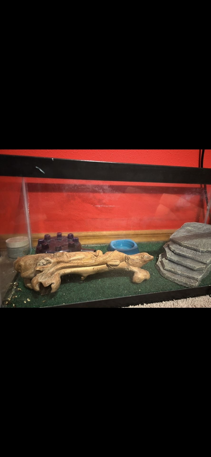 Lepord Geckos