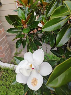 Orchid tree 9ft tall  2 trees available
