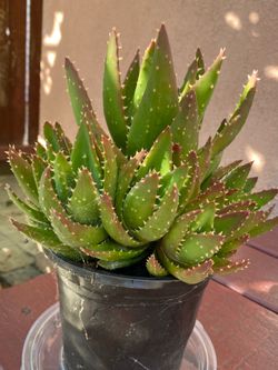 Cartus plant